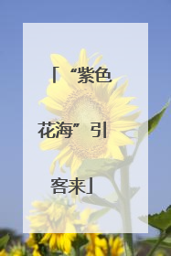 “紫色花海”引客来