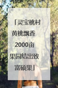 灵宝桃村黄桃飘香 2000亩果园结出致富硕果