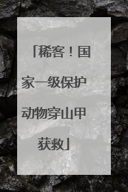 稀客！国家一级保护动物穿山甲获救