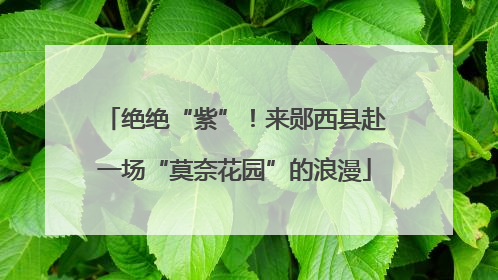 绝绝“紫”！来郧西县赴一场“莫奈花园”的浪漫