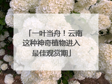 一叶当舟！云南这种神奇植物进入最佳观赏期