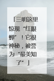 三明这里惊现“红眼蝉”！它很神秘，被誉为“最美知了”