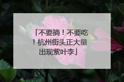 不要摘！不要吃！杭州街头正大量出现紫叶李