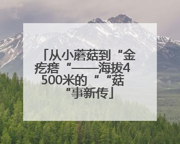 从小蘑菇到“金疙瘩“——海拔4500米的““菇“事新传