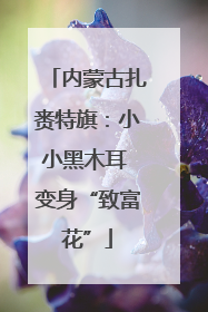 内蒙古扎赉特旗：小小黑木耳 变身“致富花”