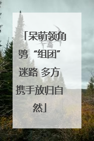 呆萌领角鸮“组团”迷路 多方携手放归自然