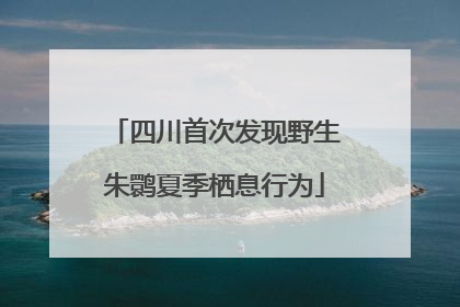 四川首次发现野生朱鹮夏季栖息行为
