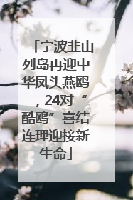 宁波韭山列岛再迎中华凤头燕鸥，24对“酷鸥”喜结连理迎接新生命