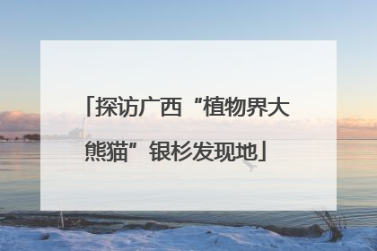探访广西“植物界大熊猫”银杉发现地