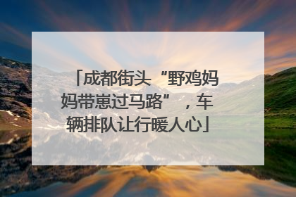 成都街头“野鸡妈妈带崽过马路”，车辆排队让行暖人心