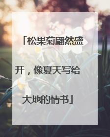 松果菊翩然盛开，像夏天写给大地的情书