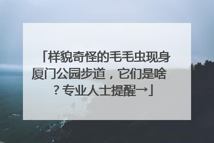 样貌奇怪的毛毛虫现身厦门公园步道，它们是啥？专业人士提醒→