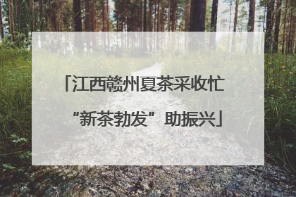 江西赣州夏茶采收忙 “新茶勃发”助振兴