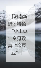 河南新野：特色“小土豆”变身致富“金豆豆”