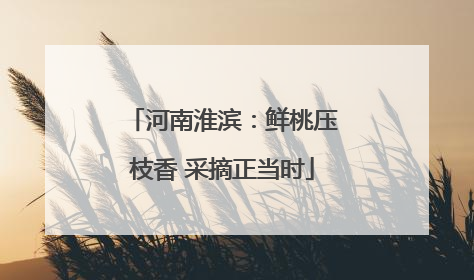 河南淮滨：鲜桃压枝香 采摘正当时
