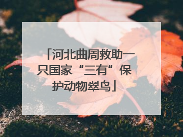 河北曲周救助一只国家“三有”保护动物翠鸟
