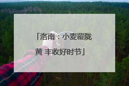 洛南：小麦覆陇黄 丰收好时节