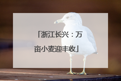 浙江长兴：万亩小麦迎丰收