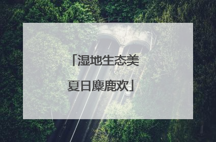 湿地生态美 夏日麋鹿欢