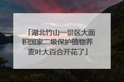 湖北竹山一景区大面积国家二级保护植物荞麦叶大百合开花了