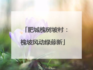 肥城槐树坡村：槐坡风动绿藤新