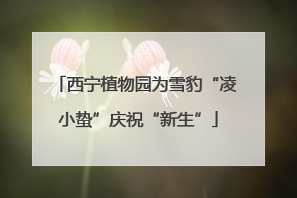 西宁植物园为雪豹“凌小蛰”庆祝“新生”