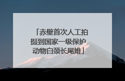 赤壁首次人工拍摄到国家一级保护动物白颈长尾雉