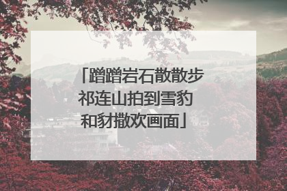 蹭蹭岩石散散步 祁连山拍到雪豹和豺撒欢画面