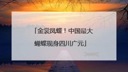 金裳凤蝶！中国最大蝴蝶现身四川广元